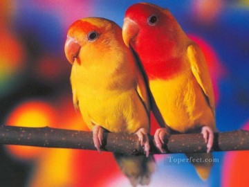 Animal Painting - Papel de Parede Periquitos pájaros